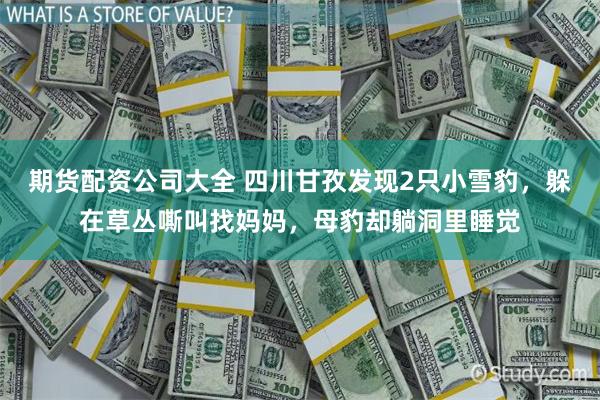 期货配资公司大全 四川甘孜发现2只小雪豹，躲在草丛嘶叫找妈妈，母豹却躺洞里睡觉