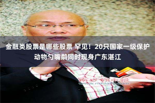 金融类股票是哪些股票 罕见！20只国家一级保护动物勺嘴鹬同时现身广东湛江