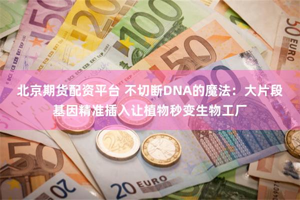 北京期货配资平台 不切断DNA的魔法：大片段基因精准插入让植物秒变生物工厂